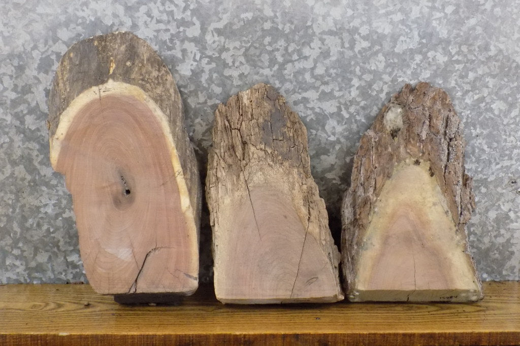 3- Black Walnut Partial Live Edge Oval Cut Reclaimed Craft Pack 13882-13884