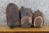 Thumbnail for 3- Partial Live Edge Round Cut Black Walnut Taxidermy Bases 13885-13887