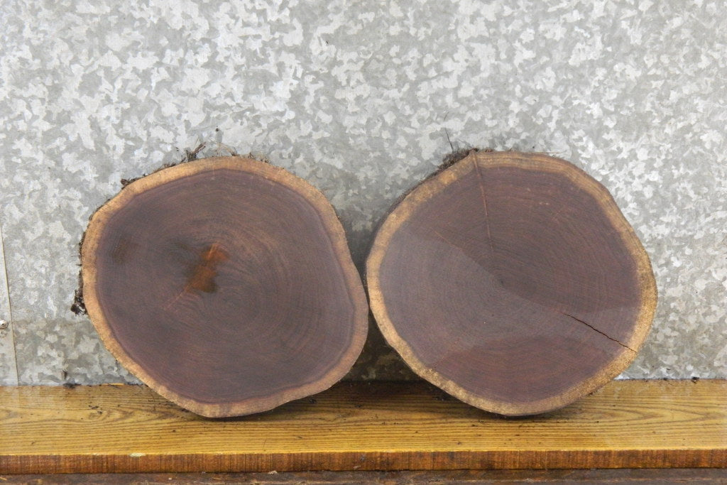 2- Natural Edge Round Cut Black Walnut Craft Pack/Taxidermy Bases 13891-13892