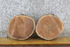 Thumbnail for 2- Natural Edge Round Cut Black Walnut Craft Pack/Taxidermy Bases 13891-13892