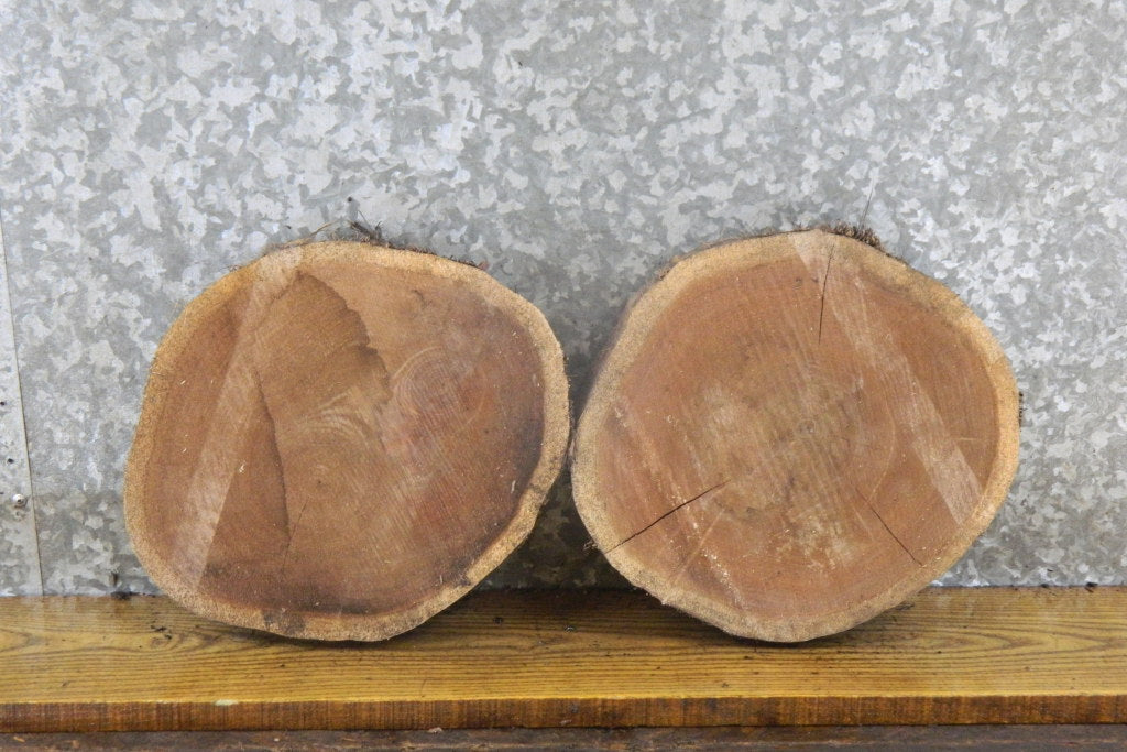 2- Natural Edge Round Cut Black Walnut Craft Pack/Taxidermy Bases 13891-13892