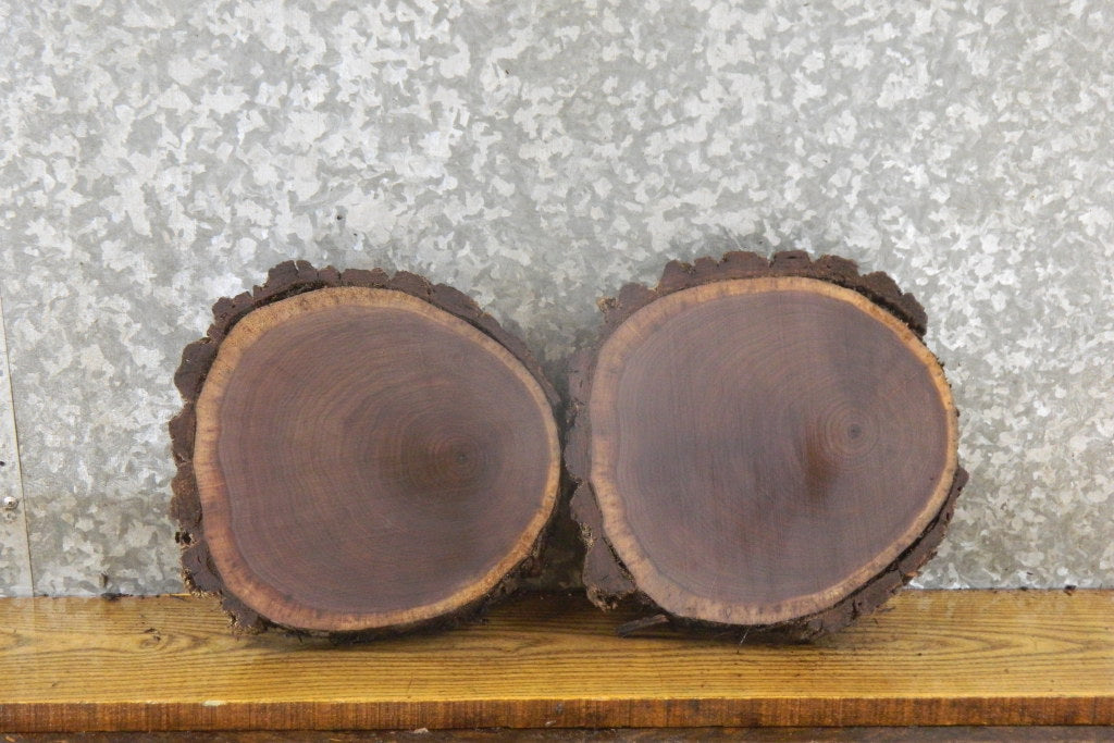 2- Live Edge Bark Black Walnut Rustic Tree Slices/Craft Pack 13895-13896