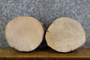 Thumbnail for 2- Natural Edge Round Cut Ash Salvaged Taxidermy Base Slabs 13917-13918