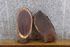 Thumbnail for 2- Black Walnut Oval Cut Rustic Live Edge Craft Pack Slabs 14002-14003