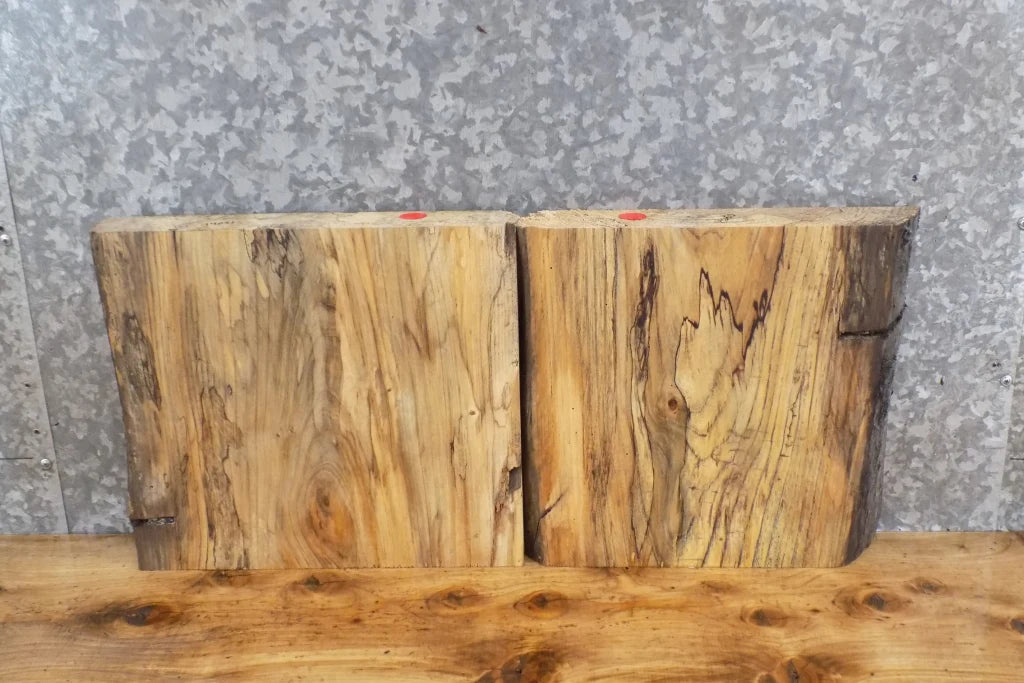 2- Live Edge Spalted Maple Taxidermy Mount/Accent Table Top Slabs 14050-14051