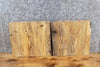 Thumbnail for 2- Live Edge Spalted Maple Taxidermy Mount/Accent Table Top Slabs 14050-14051