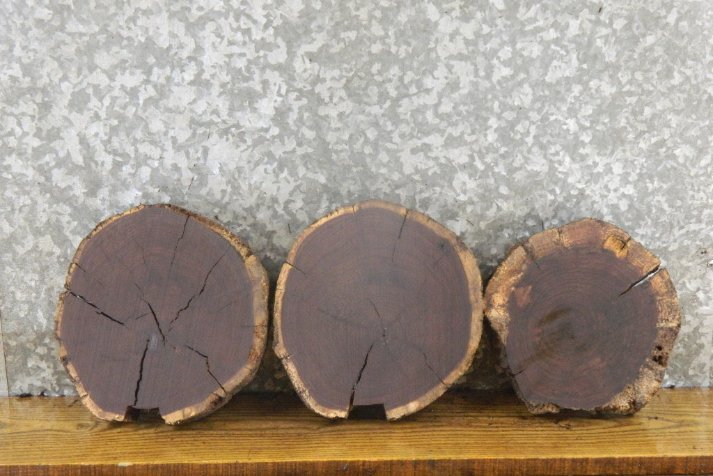 3- Black Walnut Rustic Round Cut Live Edge Taxidermy Base Slabs 14087-14089