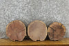 Thumbnail for 3- Black Walnut Rustic Round Cut Live Edge Taxidermy Base Slabs 14087-14089