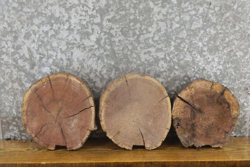 3- Black Walnut Rustic Round Cut Live Edge Taxidermy Base Slabs 14087-14089