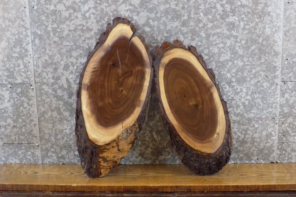 2- Black Walnut Live Edge Oval Cut Salvaged Taxidermy Bases 14096-14097