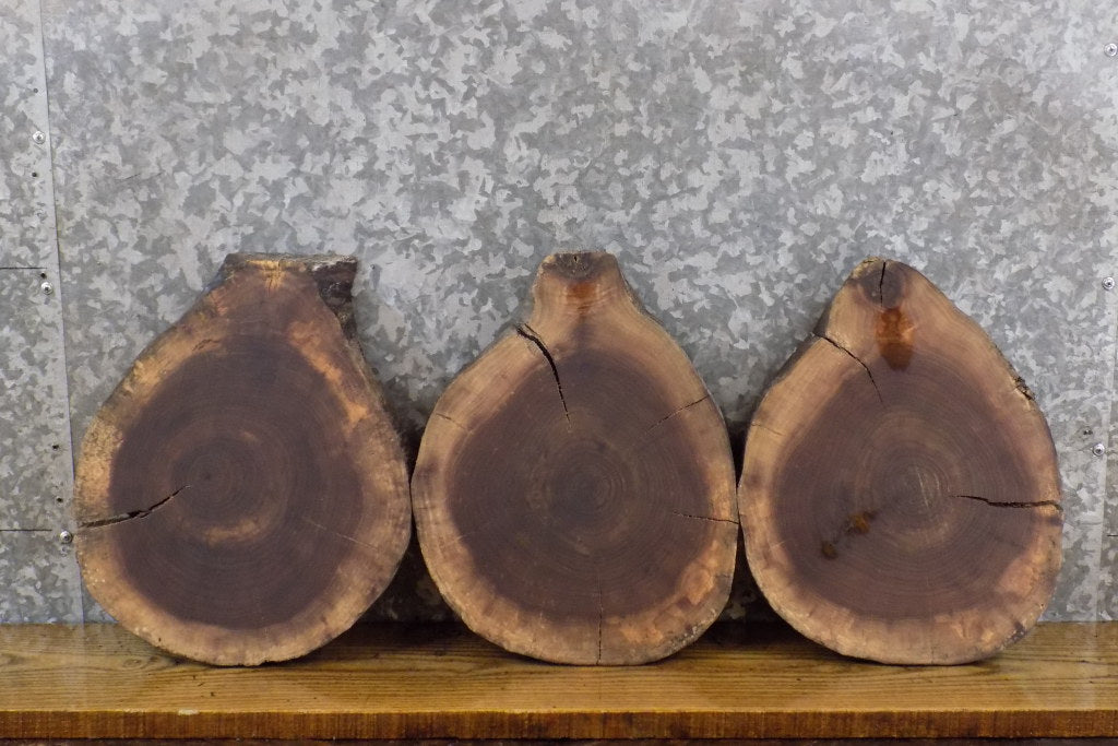 3- Round Cut Salvaged Live Edge Black Walnut Craft Pack Slabs 14126-14128