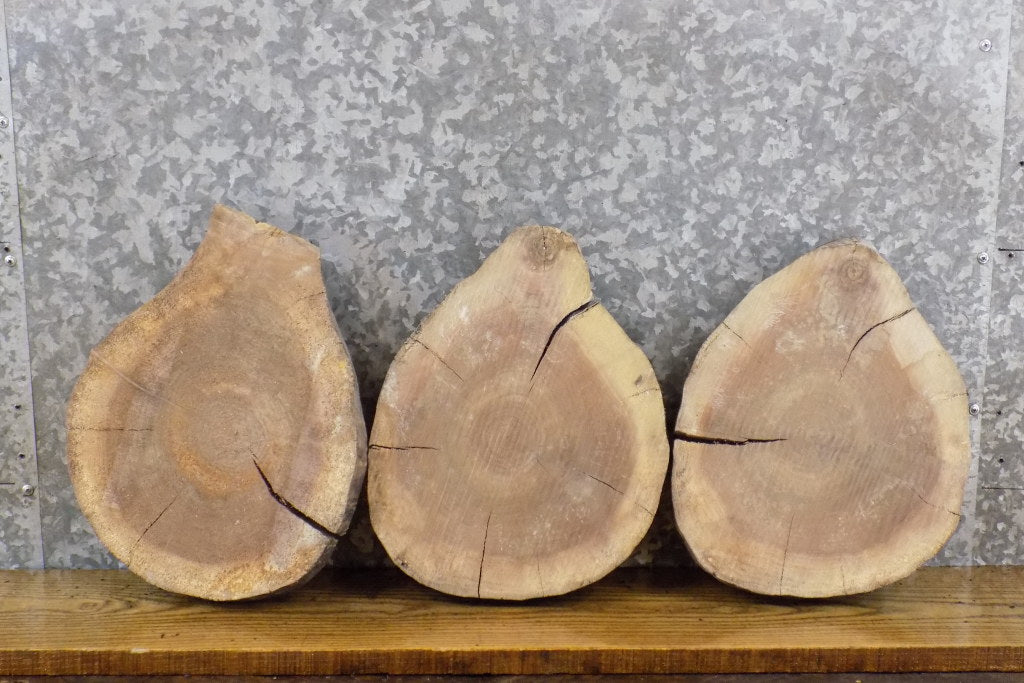 3- Round Cut Salvaged Live Edge Black Walnut Craft Pack Slabs 14126-14128