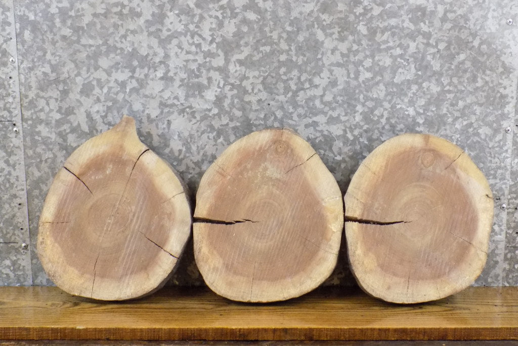 3- Live Edge Reclaimed Round Cut Black Walnut Taxidermy Bases 14138-14140