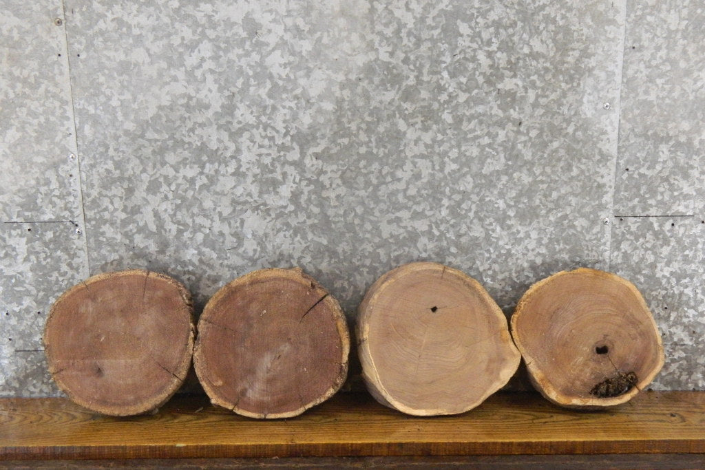 4- Black Walnut Salvaged Live Edge Round Cut Craft Pack Slabs 14145-14148