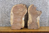 Thumbnail for 2- Partial Live Edge Black Walnut Oval Cut Craft Pack Wood Slabs 14210-14211