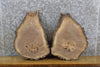 Thumbnail for 2- Natural Edge Black Walnut Round Cut Craft Pack Wood Slabs 14237-14238