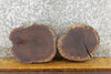 Thumbnail for 2- Black Walnut Round Cut Live Edge Taxidermy Base Slabs 14280-14281