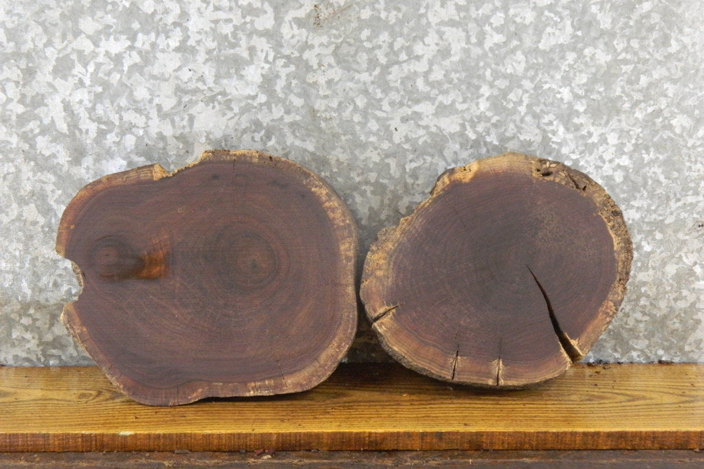 2- Black Walnut Round Cut Live Edge Taxidermy Base Slabs 14280-14281