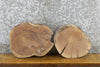 Thumbnail for 2- Black Walnut Round Cut Live Edge Taxidermy Base Slabs 14280-14281