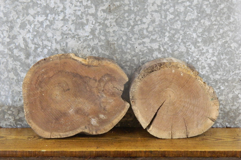 2- Black Walnut Round Cut Live Edge Taxidermy Base Slabs 14280-14281