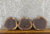 Thumbnail for 3- Salvaged Round Cut Live Edge Black Walnut Taxidermy Bases 14287-14289