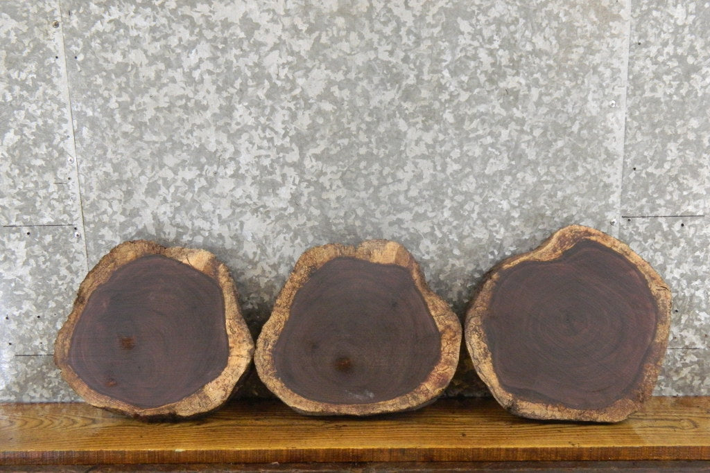 3- Salvaged Round Cut Live Edge Black Walnut Taxidermy Bases 14287-14289