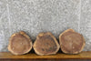 Thumbnail for 3- Salvaged Round Cut Live Edge Black Walnut Taxidermy Bases 14287-14289