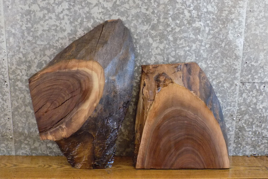 2- Live Edge Black Walnut Taxidermy Bases/Craft Pack Wood Slabs 14375-14376