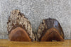 Thumbnail for 2- Live Edge Bark Black Walnut Craft Pack/Taxidermy Base Slabs 14415-14416