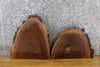 Thumbnail for 2- Live Edge Bark Black Walnut Craft Pack/Taxidermy Base Slabs 14415-14416