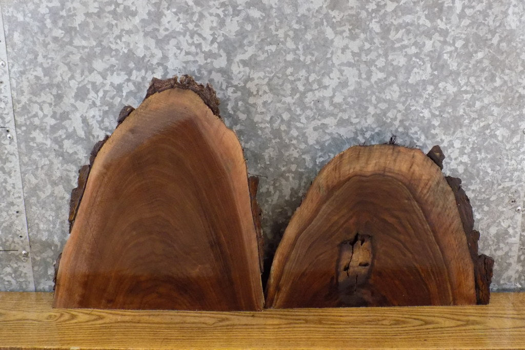 2- Live Edge Bark Black Walnut Craft Pack/Taxidermy Base Slabs 14415-14416