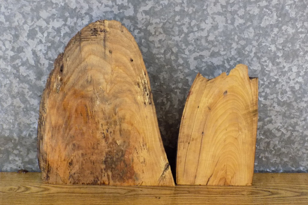 2- Natural Edge Ash Rustic Taxidermy Bases/Craft Pack Slabs 14429-14430