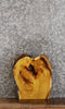 Thumbnail for Yellow Mulberry Live Edge Charcuterie Board/Taxidermy Slab 14444