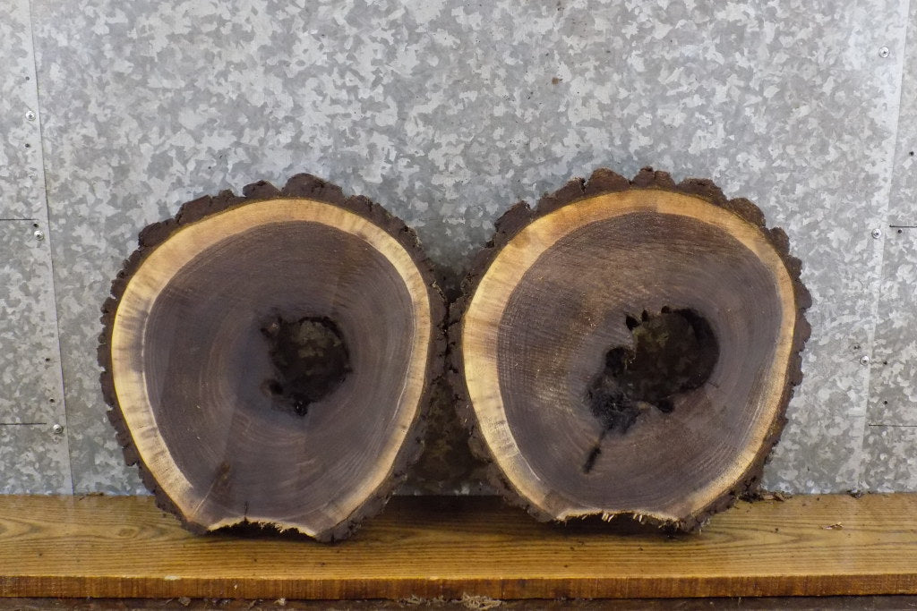 2- Live Edge Black Walnut Salvaged Round Cut Craft Pack Slabs 14472-14473