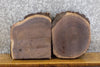 Thumbnail for 2- Live Edge Round Cut Black Walnut Display Stand Slabs CLOSEOUT 14480-14481