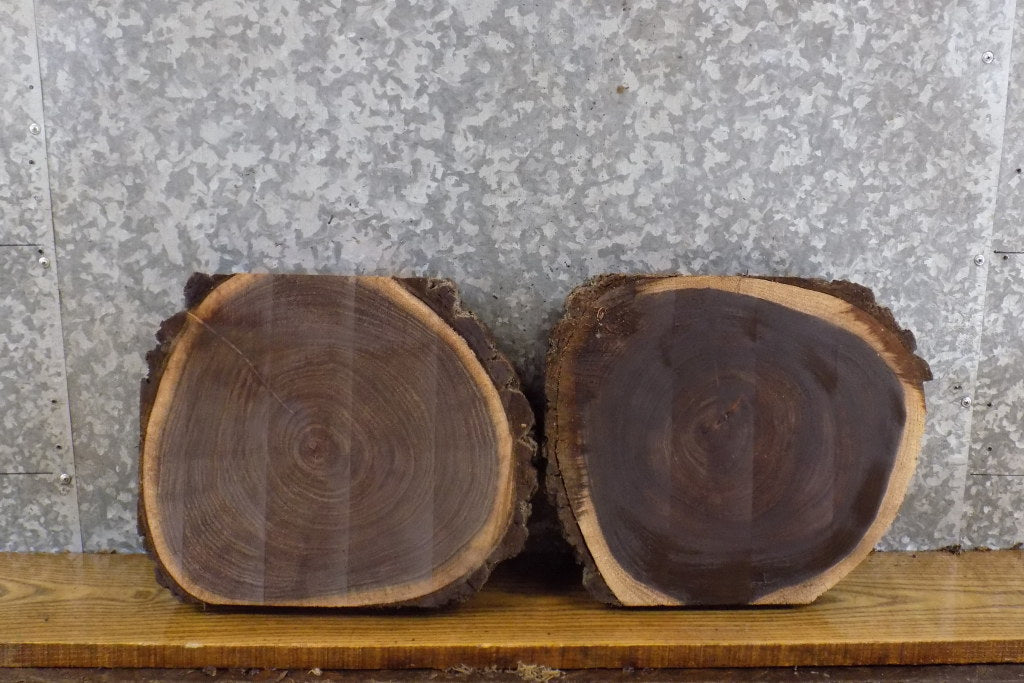 2- Black Walnut Salvaged Partial Live Edge Round Cut Craft Pack 14526-14527