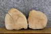 Thumbnail for 2- Rustic Round Cut Live Edge Ash Taxidermy Base Wood Slabs 14649-14650