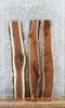 Thumbnail for 3- Rustic Live Edge Black Walnut Wall Shelves 1603-1605