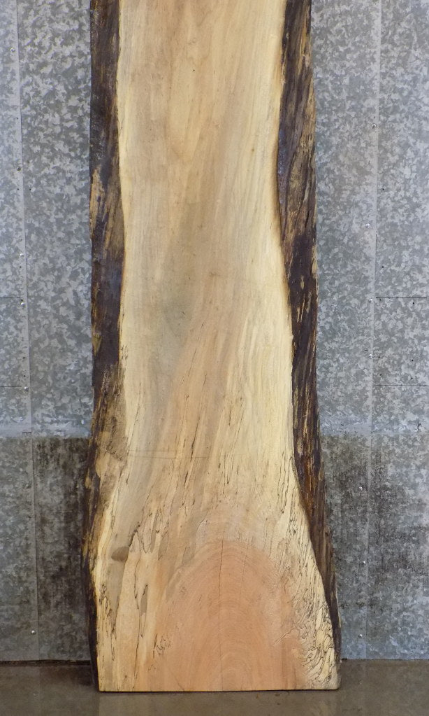 Salvaged Live Edge Spalted Maple Bar/Table Top Wood Slab 20270