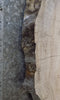 Thumbnail for Oval Cut Live Edge Rustic Ash Sofa/Coffee Table Slab CLOSEOUT 20749