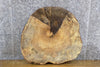 Thumbnail for Rustic Round Cut Live Edge Spalted Maple Side Table Top Slab 20855