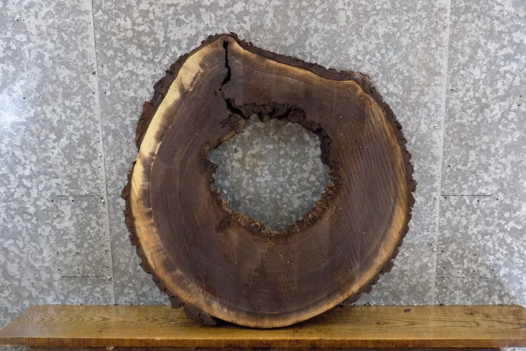 Salvaged Round Cut Live Edge Black Walnut Side Table Top Slab 20816