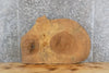 Thumbnail for Live Edge Ash Oval Cut End/Accent/Side Table Top Slab 20819