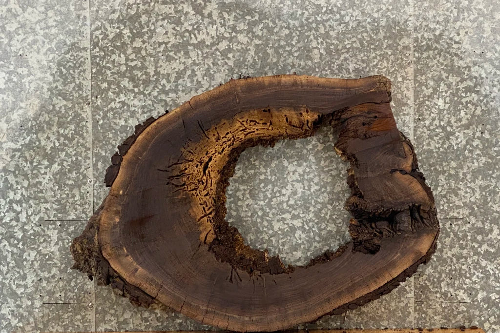 Black Walnut Live Edge Oval Cut/Tree Log Slice 20823