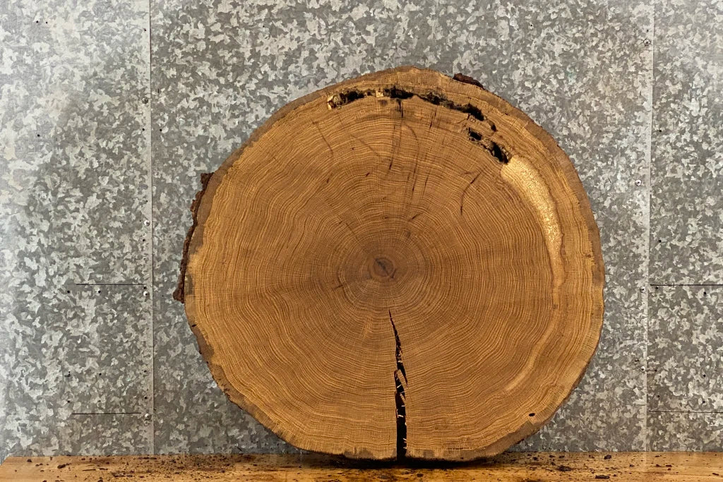 White Oak Live Edge Round Cut/Tree Log Slice 20825