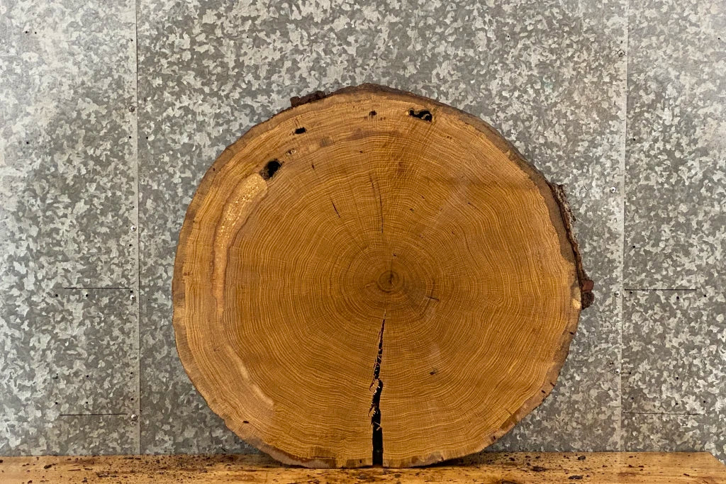 White Oak Live Edge Round Cut/Tree Log Slice 20825
