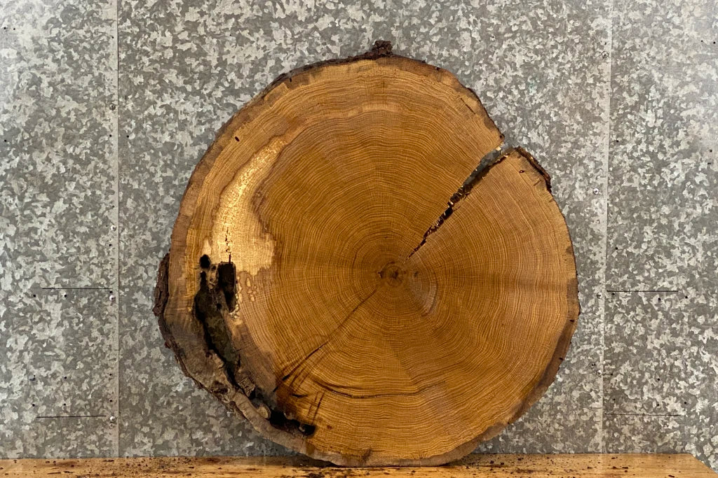 Live Edge White Oak Circle/Round Wood Tree Slice 20843