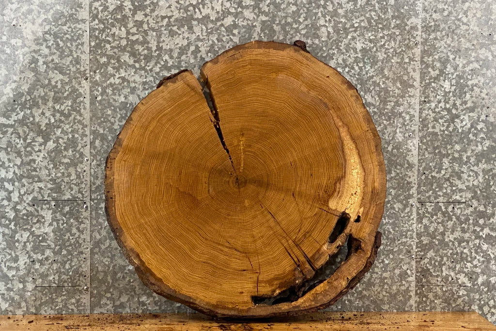 Live Edge White Oak Circle/Round Wood Tree Slice 20843