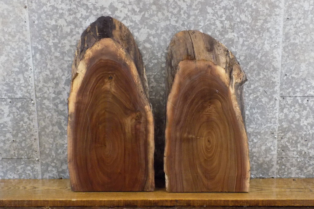 2- Black Walnut Oval Cut Partial Live Edge DIY Charcuterie Boards 231-232