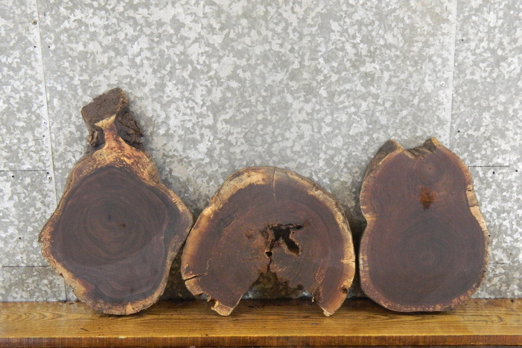 3- Black Walnut Round Cut Live Edge Craft Pack Wood Slabs 247